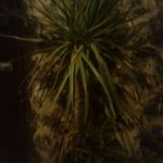 Profile Picture of joseph sakr (@chadizgheib103) on Instagram