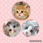 Profile Picture of ルナ&ぷー&さちまるのほっこり日記🐾 (@luna_pooh_cats_) on Instagram