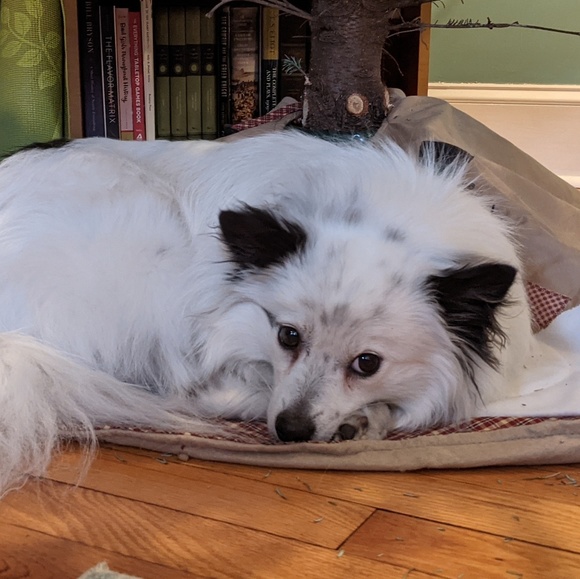 Profile Picture of Azure Maset (@azurely) on Poshmark