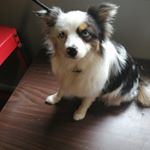 Profile Picture of Brianna Budgell (@brushbathandbeyondgrooming) on Instagram