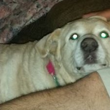 Profile Picture of Sharon Pentikis (@SharonPentikis) on Twitter