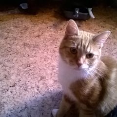 Thomas Janich - Tiktok Profile Picture of Thomas Janich (@thomasjanich) on Tiktok