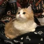 Profile Picture of Sharon Hoffman (@Sharon-Hoffman) on Facebook