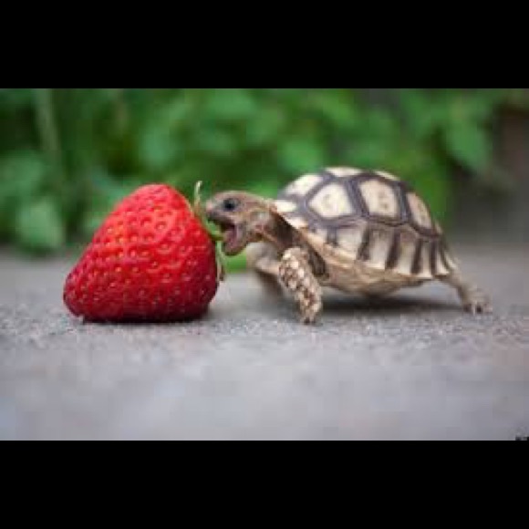 Profile Picture of Shirleen Wakolee (@swakolee) on Poshmark