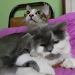 Profile Picture of 🐾escorpizo_julianna🐾 (@kittiescuddle) on Instagram