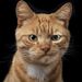 Profile Picture of Ahmed Mabrouk (@ahmedmabrouk313) on Pinterest