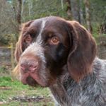 Kelly McFarlane - Instagram Profile Picture of Kelly McFarlane (@reiningnut) on Instagram