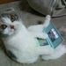 Profile Picture of Alice Purcell (@alicep0748) on Pinterest