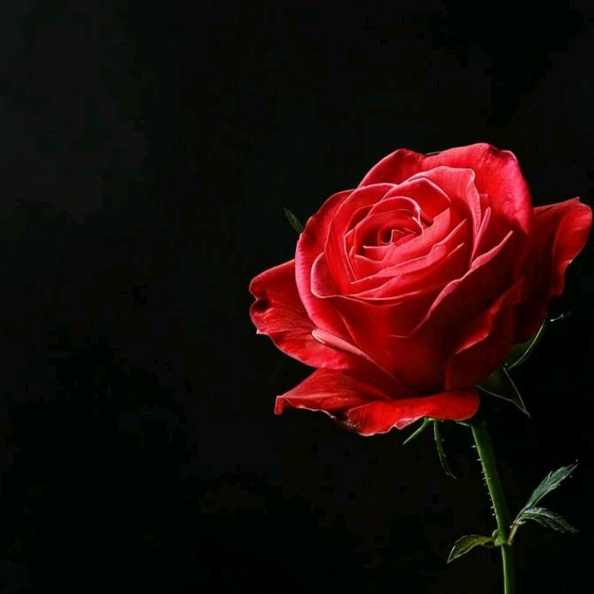 Profile Picture of ligtiness benjamin (@ligtiness.benjami) on Tiktok