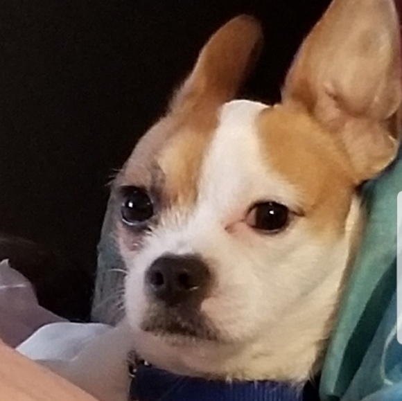 Profile Picture of Jeneen Toland (@jl02114) on Poshmark