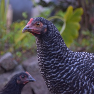 Profile Picture of Peter R Swiderski (@r_swiderski) on Twitter