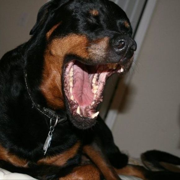 Profile Picture of Michael Morawski (@mdski410) on Poshmark