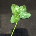 Profile Picture of leonrudd (@leonrudd_) on Instagram