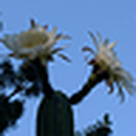 Profile Picture of Antonio Andrade (@olho d'águia) on Flickr