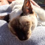 Profile Picture of Hazel O'Boyle (@bertieoboyle) on Instagram