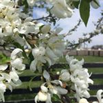 Crissy (& my Farmer, & Boys) - Instagram Profile Picture of Crissy (& my Farmer, & Boys) (@spracklensvalleyfarm) on Instagram