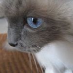 Birman Bond - Pinterest Profile Picture of Birman Bond (@perrythebirman) on Pinterest