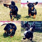 Profile Picture of Блог Таксы: Ричард И Морти🐕🐅 (@richard_taksa_morti_dog) on Instagram