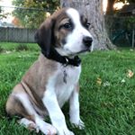 Profile Picture of Daniel Madsen (@copper_nose_best) on Instagram