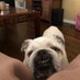 Profile Picture of  🌈 Angel Abby The Bulldog  🌈 (@abby_bulldog) on Twitter