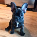 Profile Picture of Jacques Hall (@jacques.the_frenchie) on Instagram