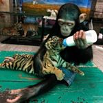 Profile Picture of Chris Vallance (@chrisvallance10) on Instagram