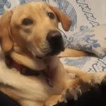 Profile Picture of Jose Manuel Valcarcel Crespo (@er_manuel_sevillista) on Instagram