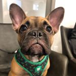 Profile Picture of Pedro Bacon Guerra (@pedrobaconfrenchie) on Instagram