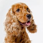 Profile Picture of Cocker Spaniel (@charles.d.parker) on Instagram