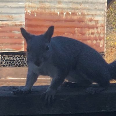 Profile Picture of Nate Westfall (@NateWestfall2) on Twitter