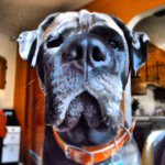Profile Picture of Cletus Trevor Stratton (@cletus_the_dog) on Instagram