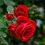 Profile Picture of Alex Sandro 💚Meu cantinho verde 🌹🌺💚 (@martinss3211) on Instagram