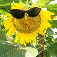 Profile Picture of Arlin Steffanson (@arlin-steffanson) on Quora