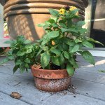 Profile Picture of pritzen_ (@pritzen_) on Instagram