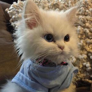 Profile Picture of Adrian Willingham (@rodecker) on Myspace