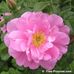 Profile Picture of Keith Aliezer (@keith.aliezer) on Facebook