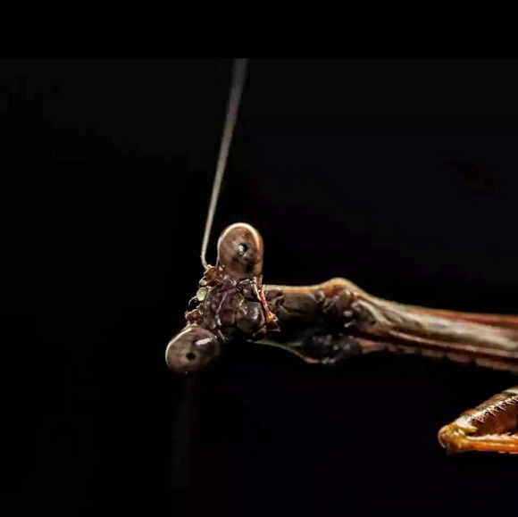 Profile Picture of Michael Womack (@micadiv) on Poshmark