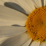 Profile Picture of Zoe Leach (@zoechima) on Flickr