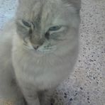 Profile Picture of Labeeb Nasrallah (@Labeeb-Nasrallah) on Facebook