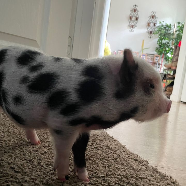 Profile Picture of Abimael (@abimael_r_hernandez) on Tiktok