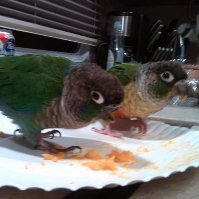 Profile Picture of Brooke Miner (@@parrotparadise1) on Twitter