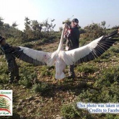 Profile Picture of ALEXANDER (@MalekAlexandre) on Twitter