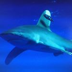 Andreas Engel - Instagram Profile Picture of Andreas Engel (@andreas.engel.5602) on Instagram