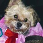 Profile Picture of Lori Batten (@battenlori) on Instagram