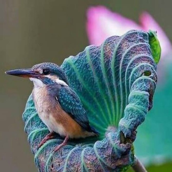 Profile Picture of Claudia Bradley (@majestic513) on Poshmark