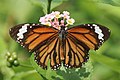 Profile Picture of Danaus genutiaon Wikipedia