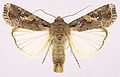 Profile Picture of Fall armywormon Wikipedia