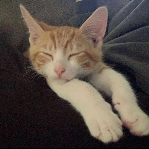 Profile Picture of Emma Heyer (@eheyer020) on Poshmark