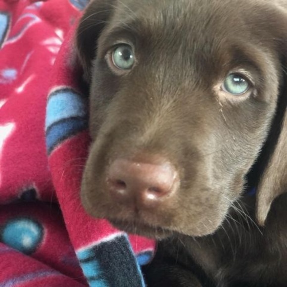 Profile Picture of Marea Lanfranchi (@jmkr345) on Poshmark