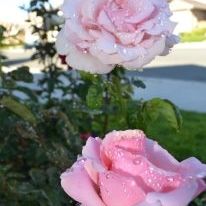 Profile Picture of Bobbie Cole-Palm (@bobbiepalm) on Pinterest